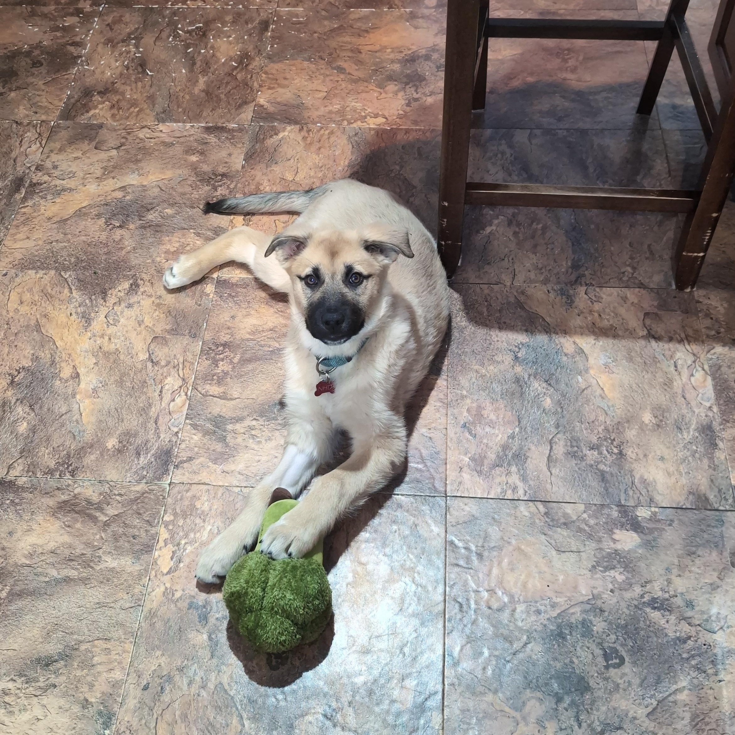 Tato, a ADOPTABLE Mixed Breed in Saskatoon, SK image 2/5