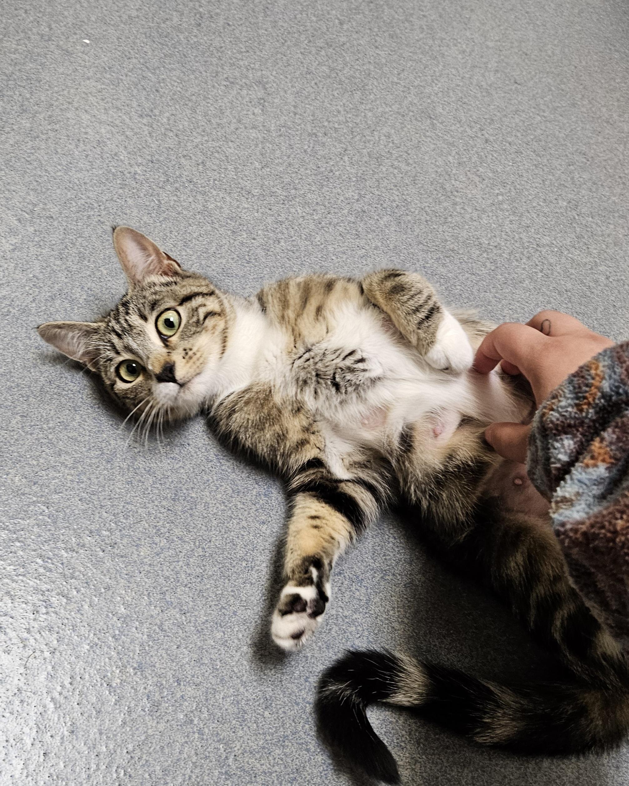 Snippet, Adult Female Domestic Short Hair