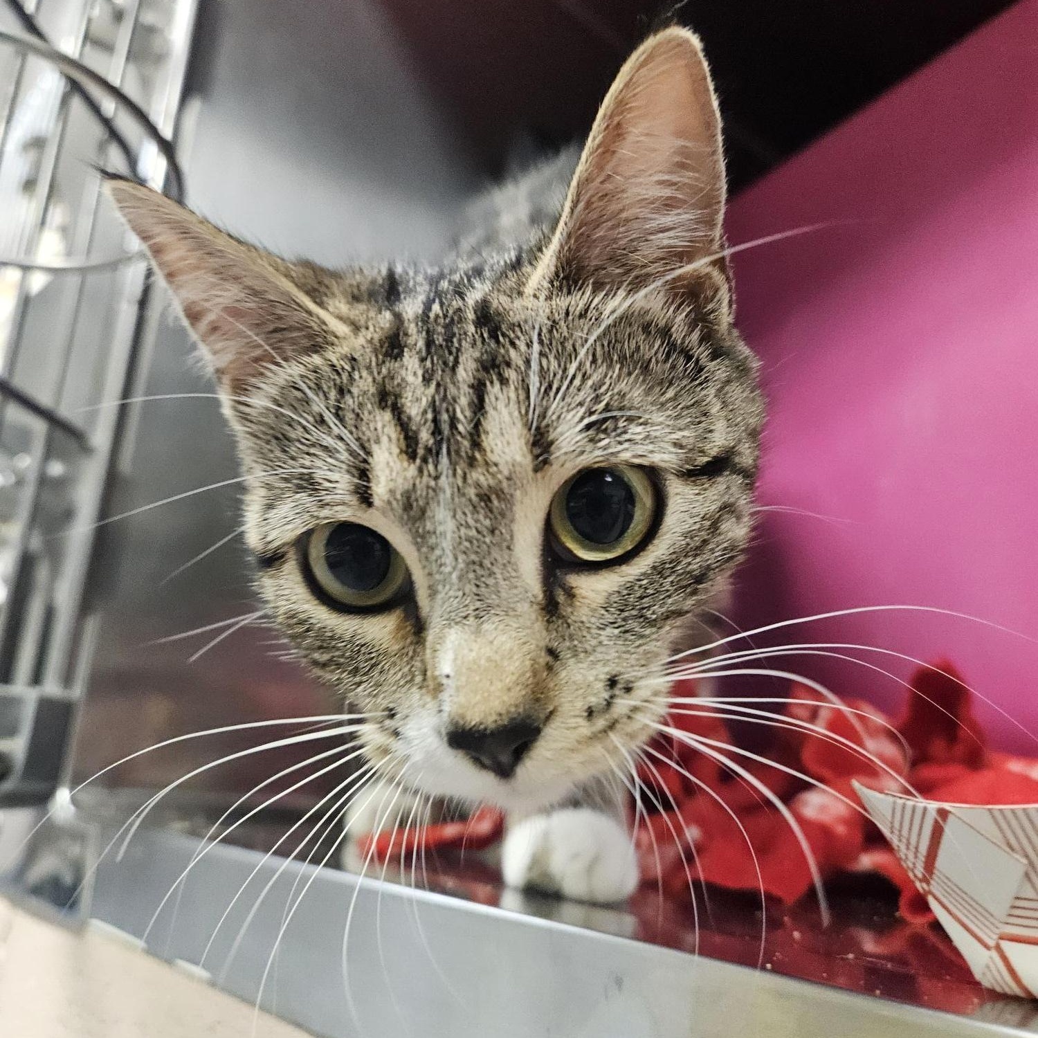 Snippet, an adoptable Domestic Short Hair in Billings, MT, 59102 | Photo Image 2