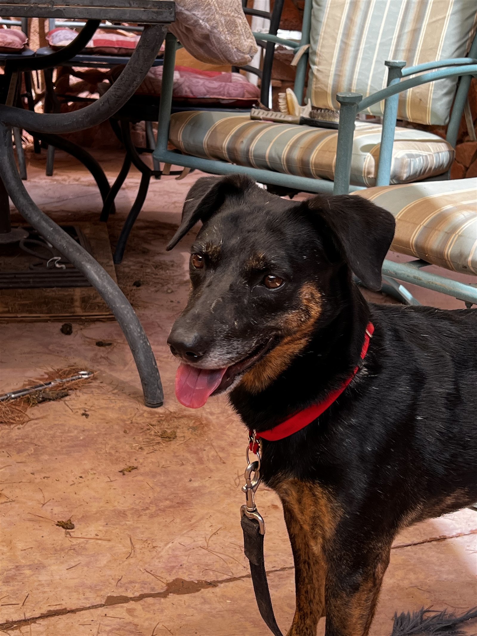 Star, Adoptable, Adult Female Labrador Retriever & Belgian Shepherd / Malinois.