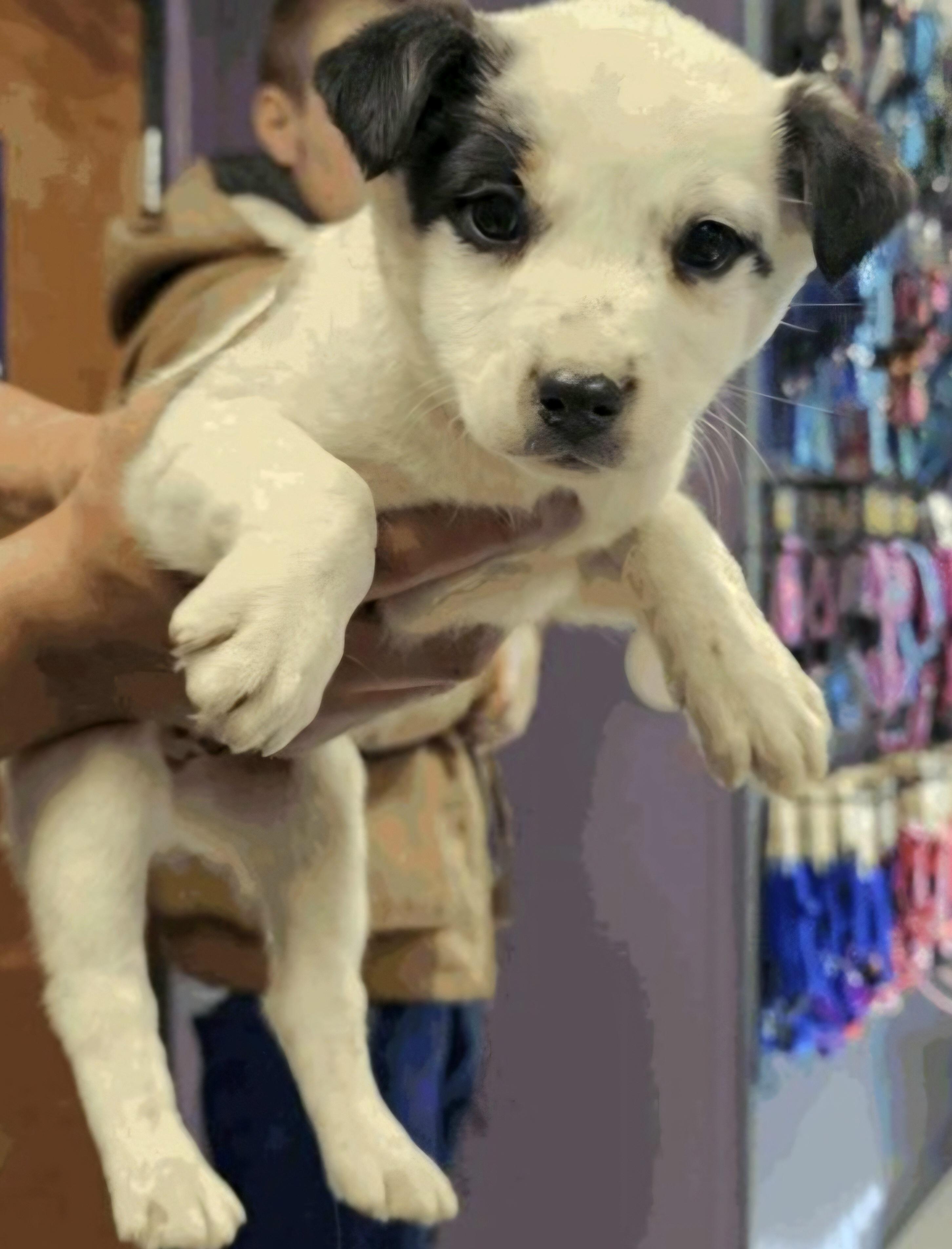 Enlarge MEGAN, a ADOPTABLE mixed breed in Salt Lake City, UT image 1/1