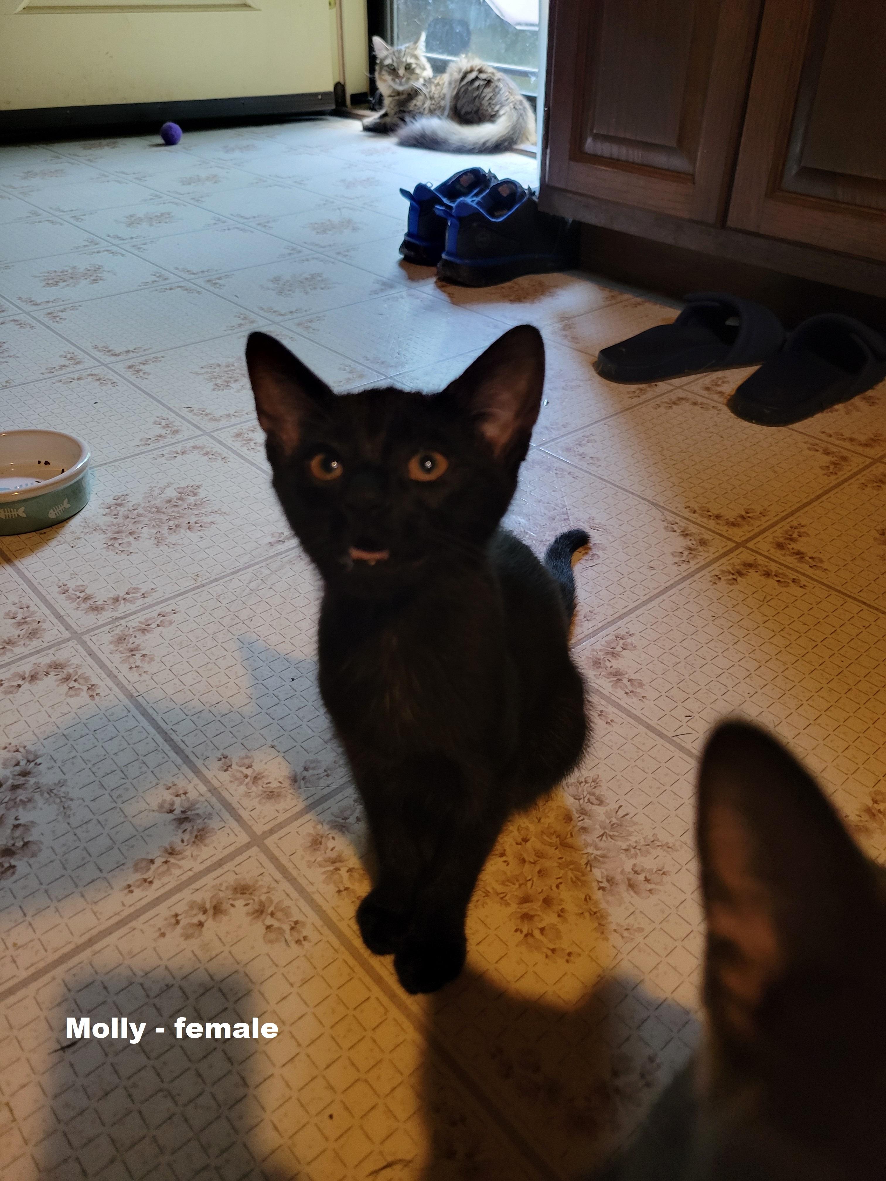 Molly (Courtesy Post)