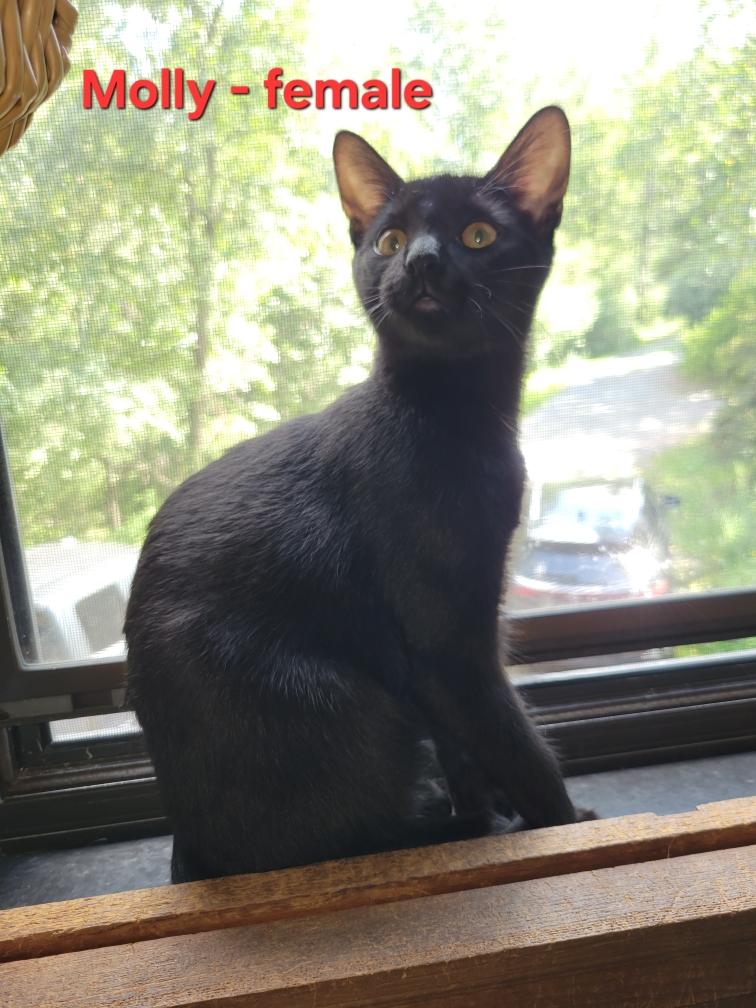 Molly (Courtesy Post)