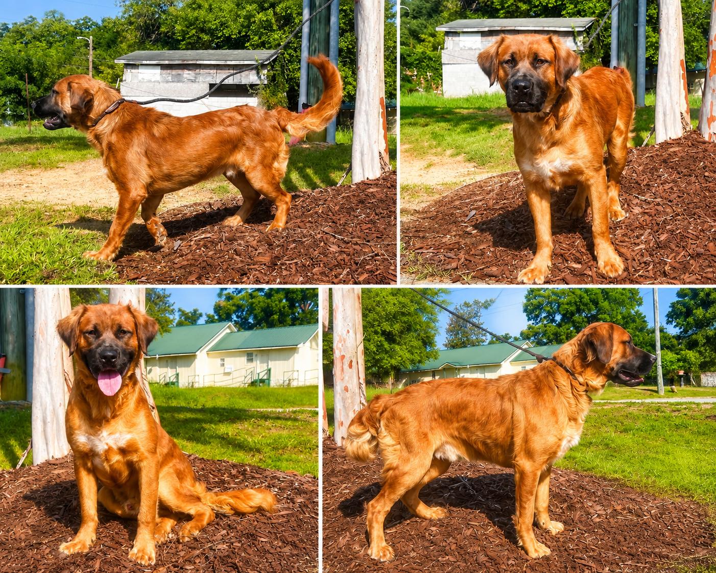 BooBoo, ADOPTABLE, Adult Male Retriever.