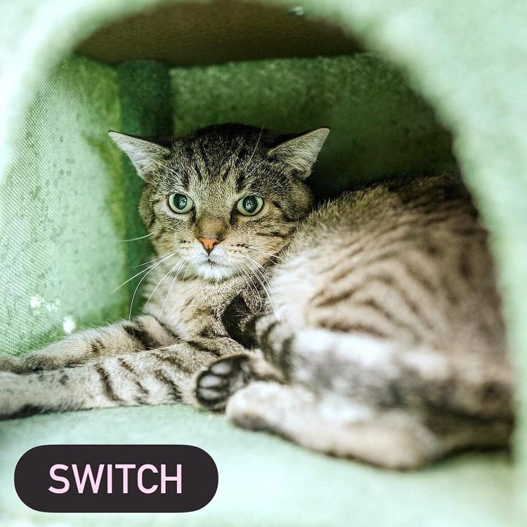 SWITCH, ADOPTABLE, Adult Male Tabby.