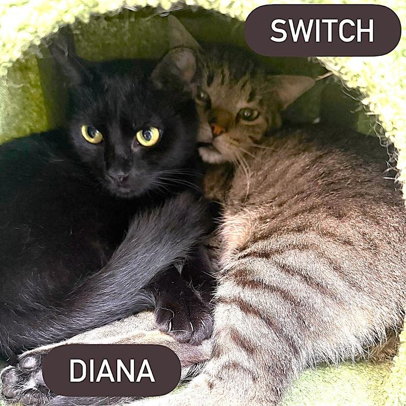 SWITCH, a ADOPTABLE Tabby in Pegram, TN image 2/2