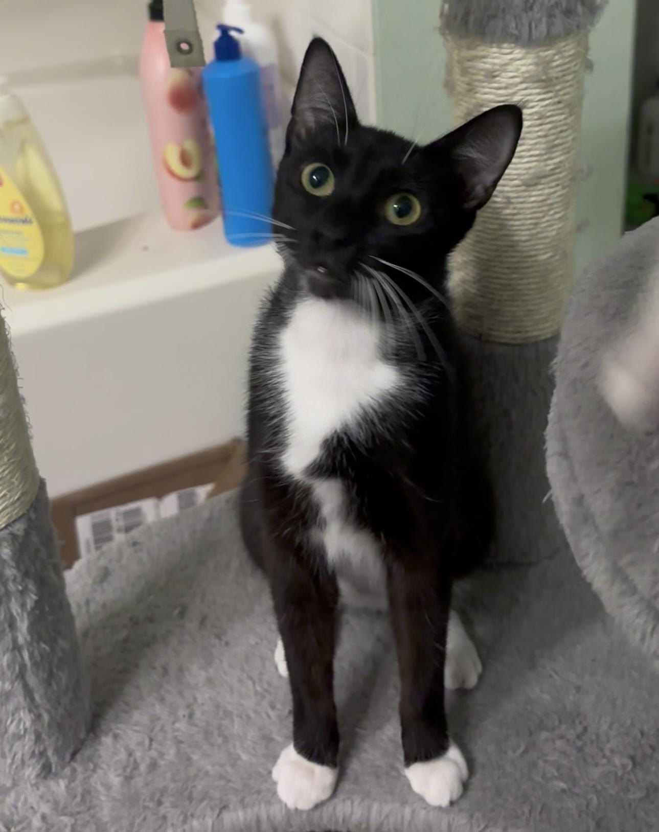 Mae, Adoptable, Young Female Tuxedo & Domestic Short Hair.