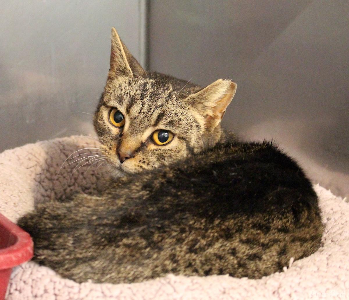 Prisma (Barn Cat), Adoptable, Adult Female Domestic Short Hair.