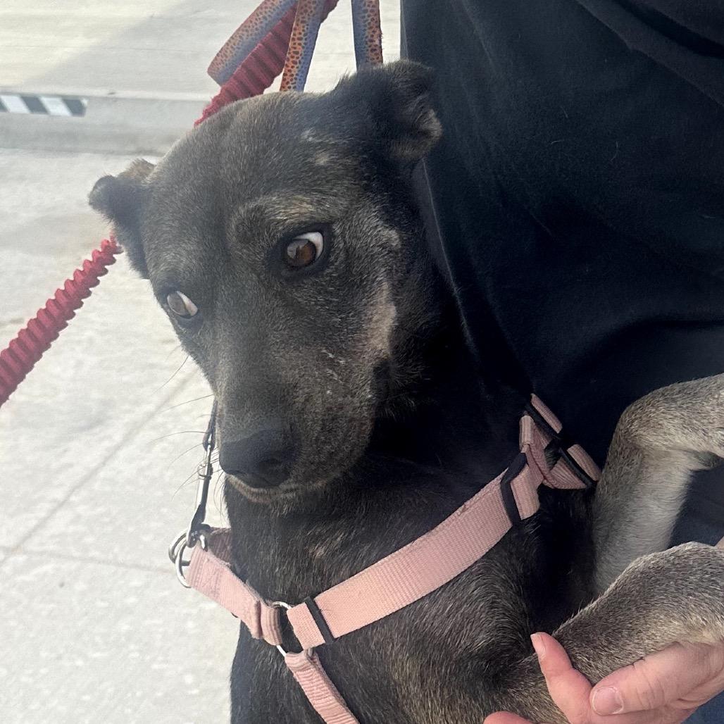 Lucy, Adoptable, Adult Female Australian Cattle Dog / Blue Heeler & Mixed Breed.