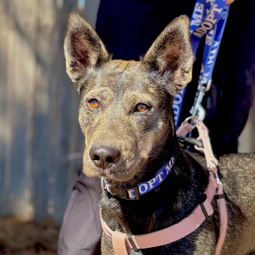 Lucy, a Adoptable mixed breed in Midland, TX image 2/4