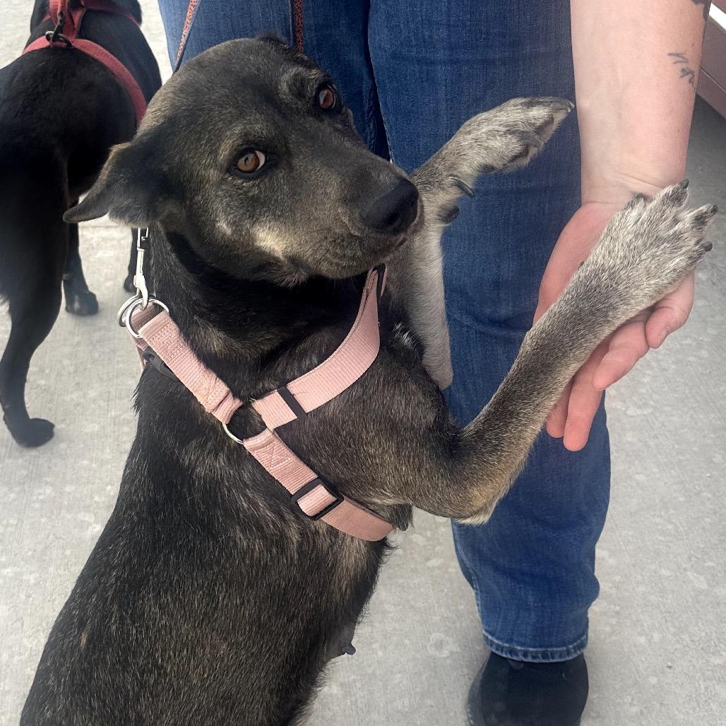 Lucy, a Adoptable mixed breed in Midland, TX image 3/4