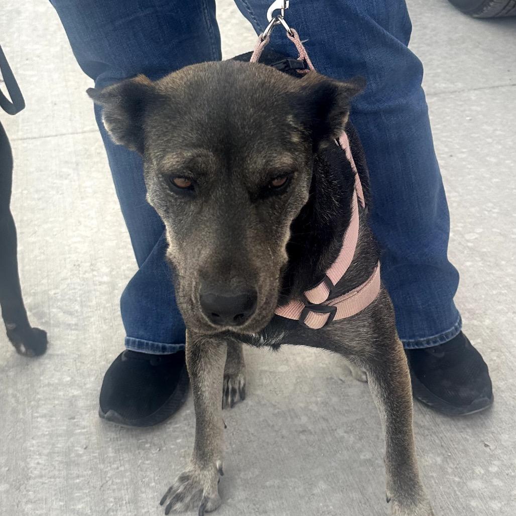 Lucy, a Adoptable mixed breed in Midland, TX image 4/4