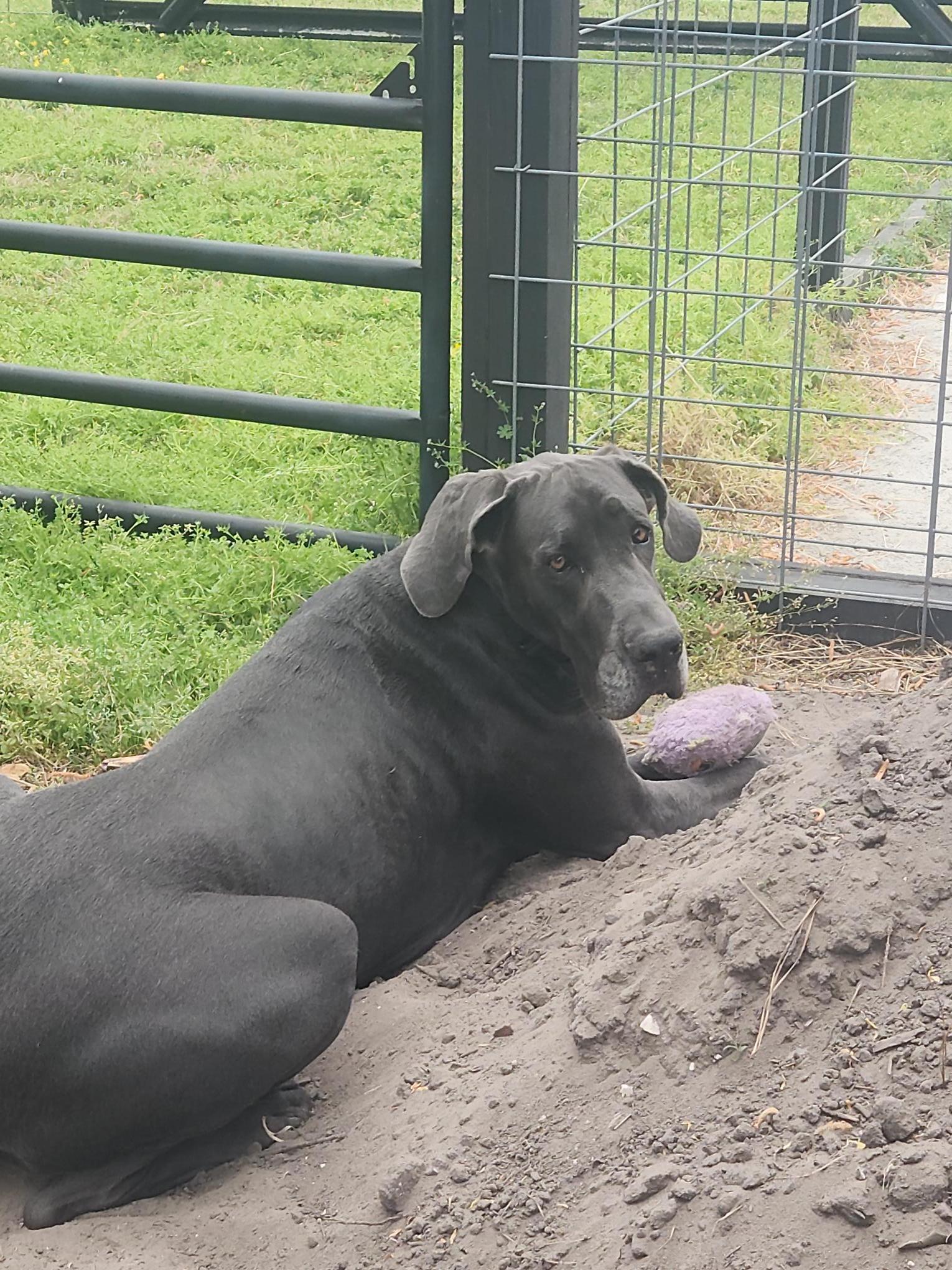 Enlarge Buddy - Courtesy Listing, a ADOPTABLE Great Dane in Woodbridge, VA image 2/2