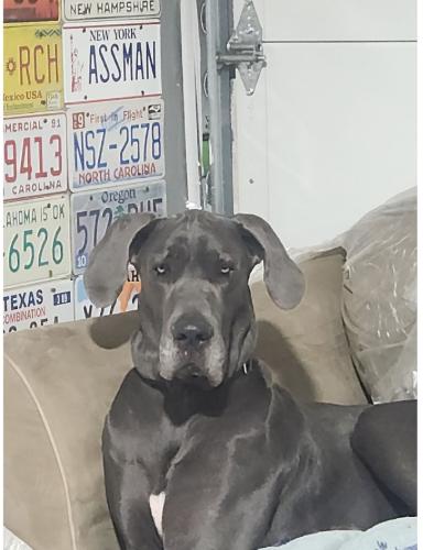 Enlarge Buddy - Courtesy Listing, a ADOPTABLE Great Dane in Woodbridge, VA image 1/2