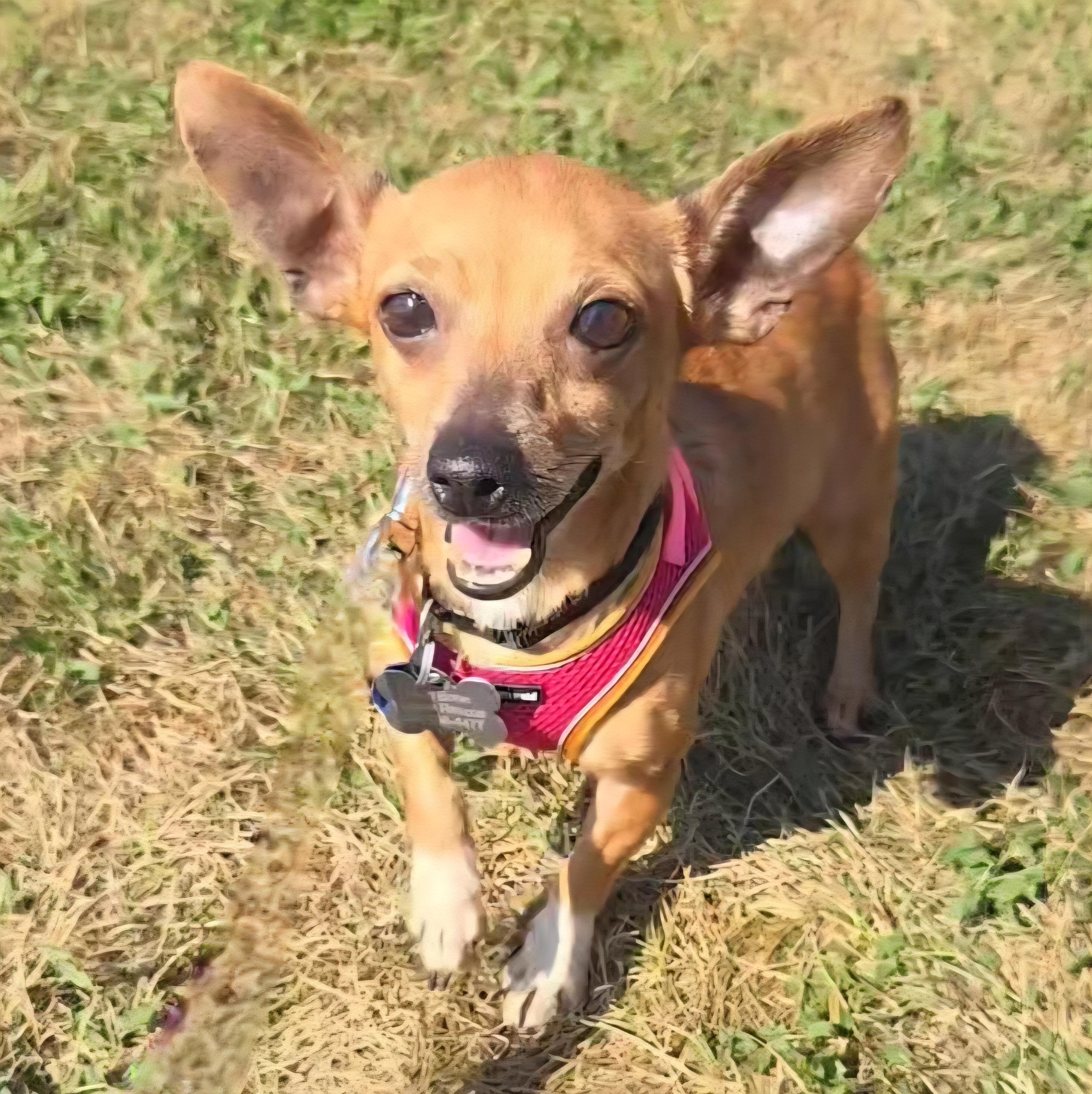 Enlarge Dijon, a Adoptable mixed breed in Normal, IL image 5/6