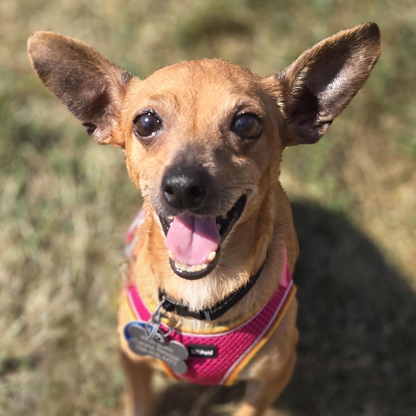 Enlarge Dijon, a Adoptable mixed breed in Normal, IL image 3/6