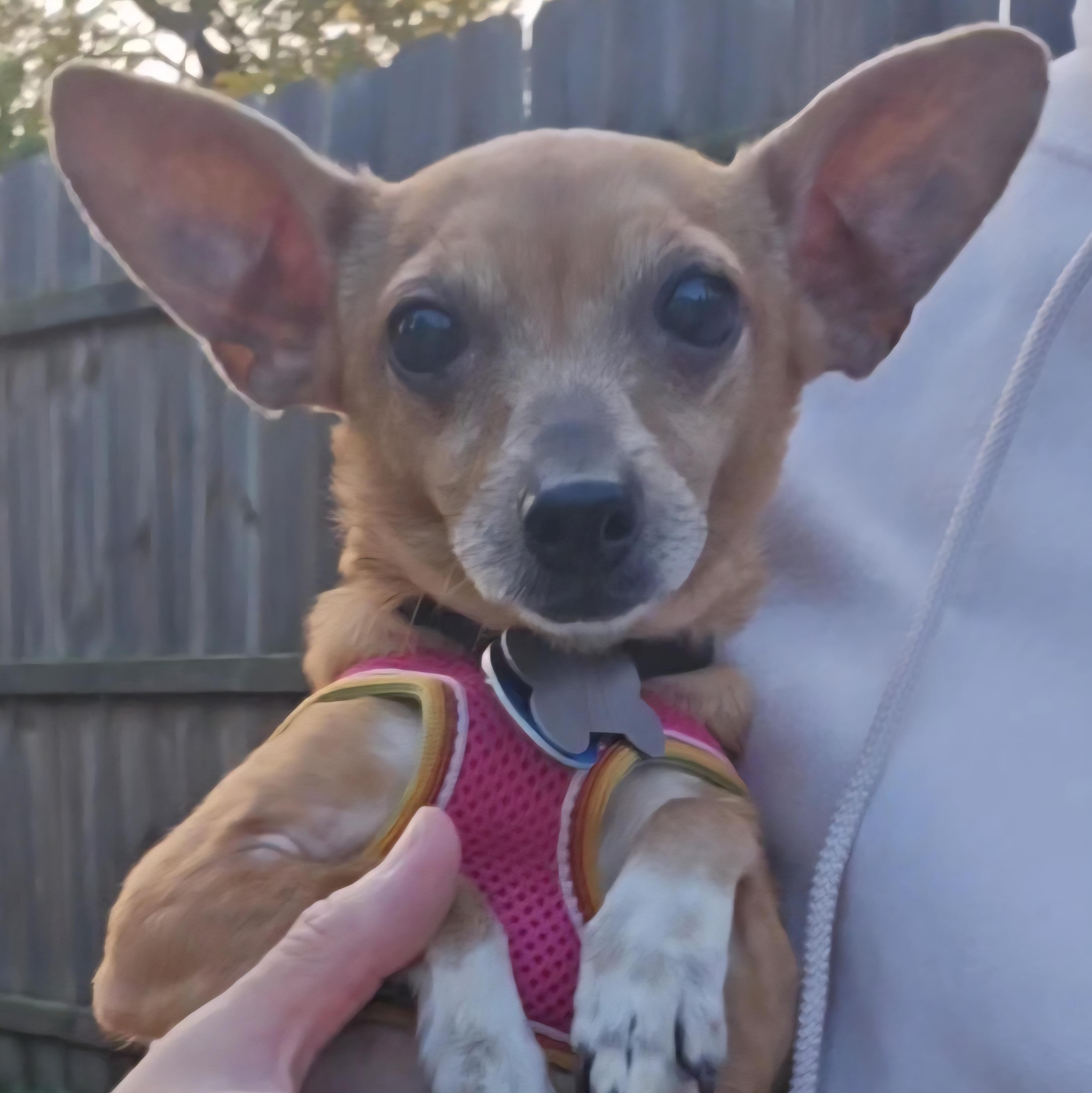 Enlarge Dijon, a Adoptable mixed breed in Normal, IL image 4/6