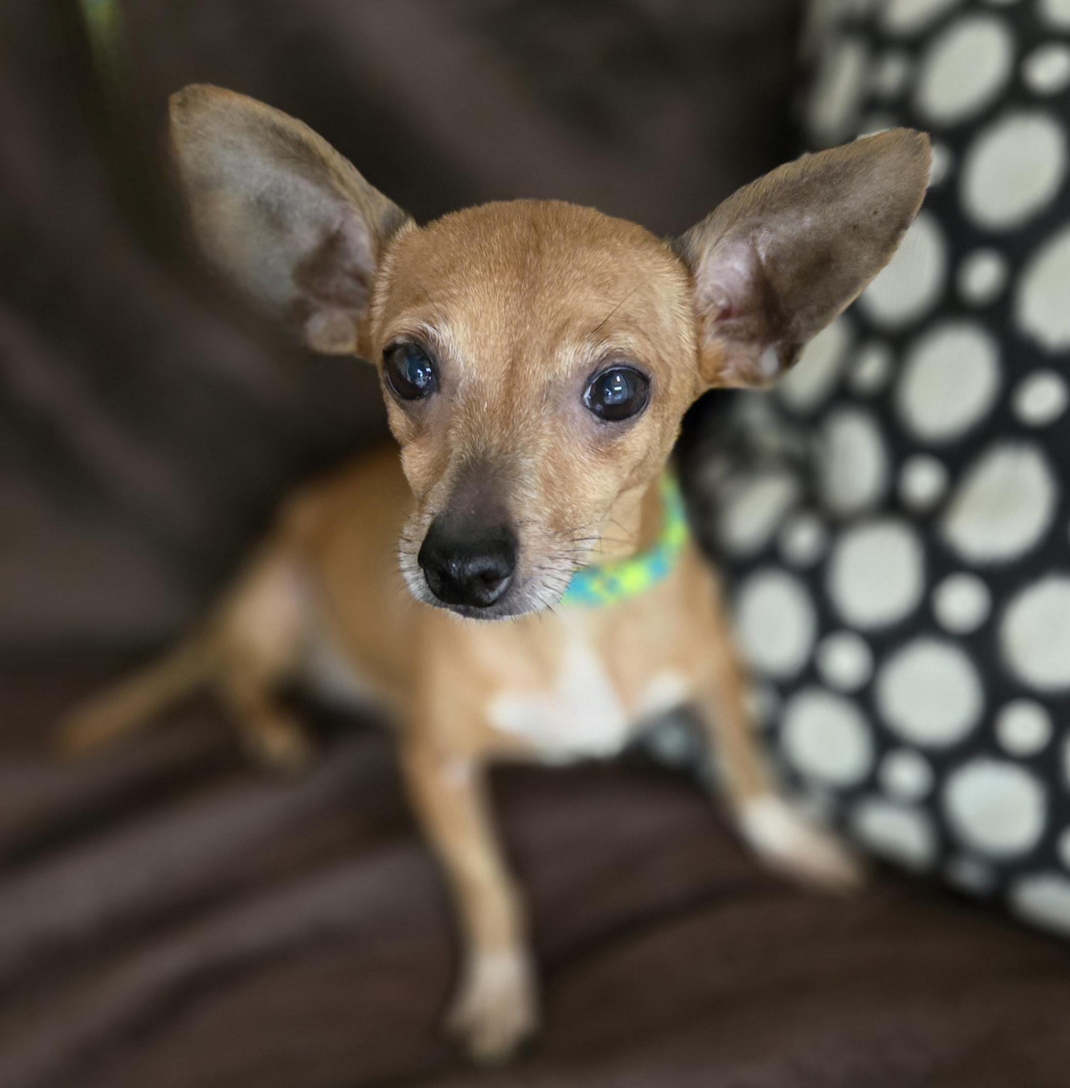 Enlarge Dijon, a Adoptable mixed breed in Normal, IL image 6/6