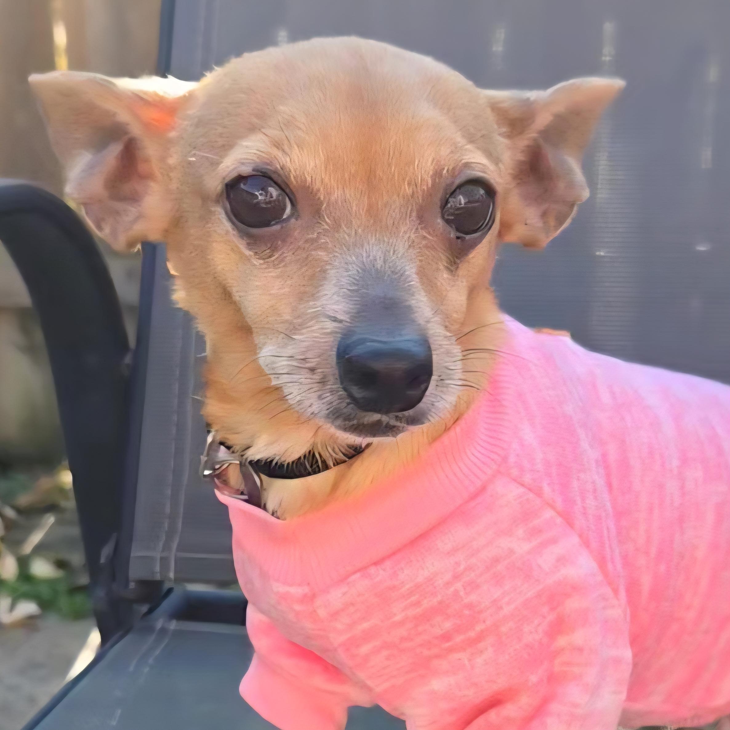Dijon, Adoptable, Adult Female Chiweenie.