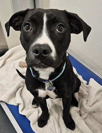 Twilight, ADOPTABLE, Young Female Mixed Breed.