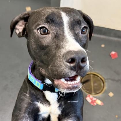 Enlarge Twilight, a ADOPTABLE mixed breed in Ithaca, NY image 2/4