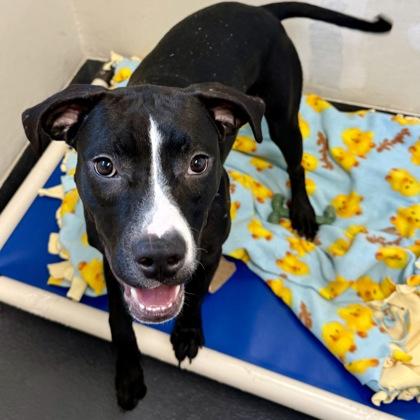 Twilight — thumbnail 3