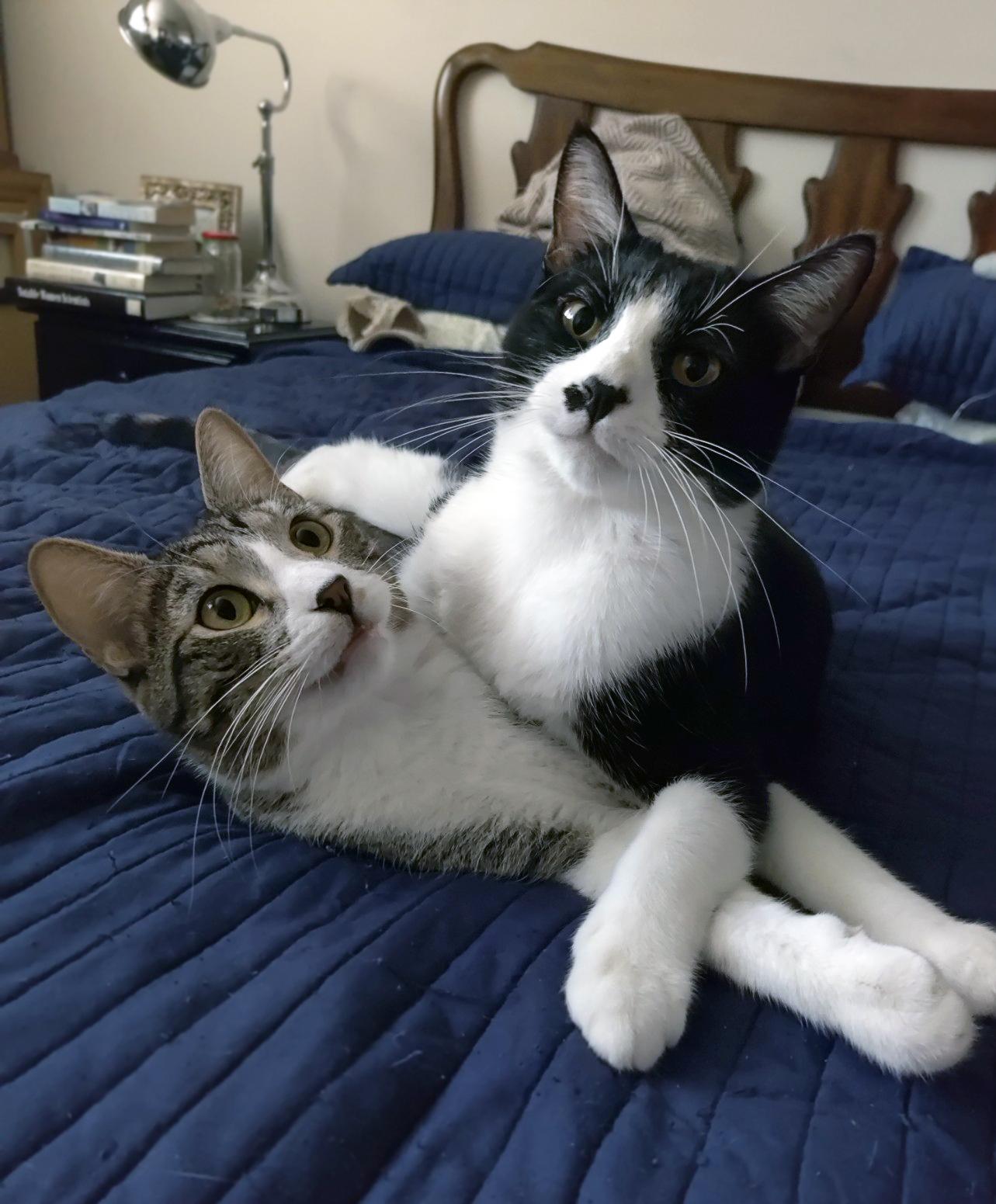 Enlarge Russell, a Adoptable Domestic Short Hair in Centerville, UT image 1/5