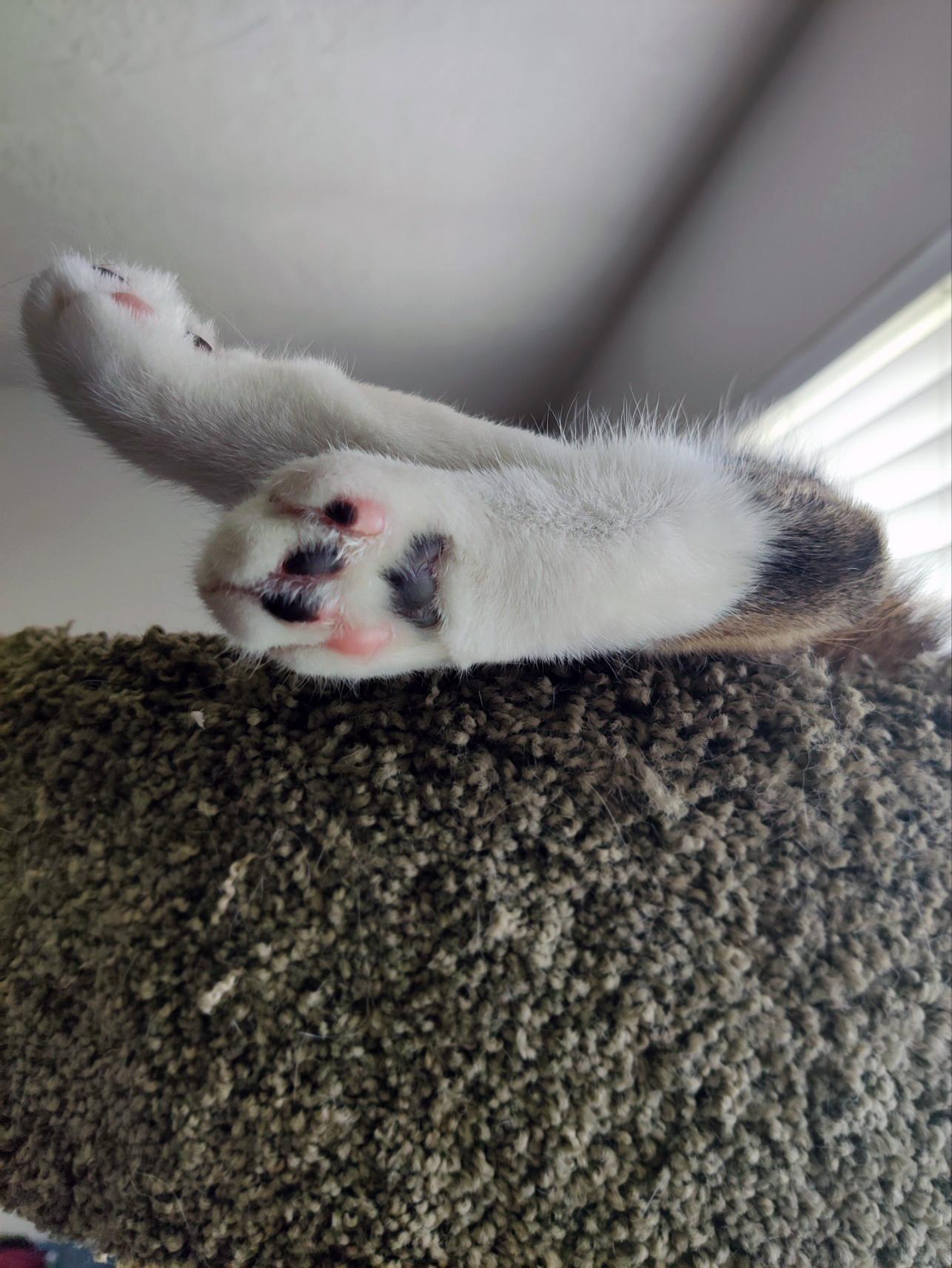 Enlarge Russell, a Adoptable Domestic Short Hair in Centerville, UT image 3/5