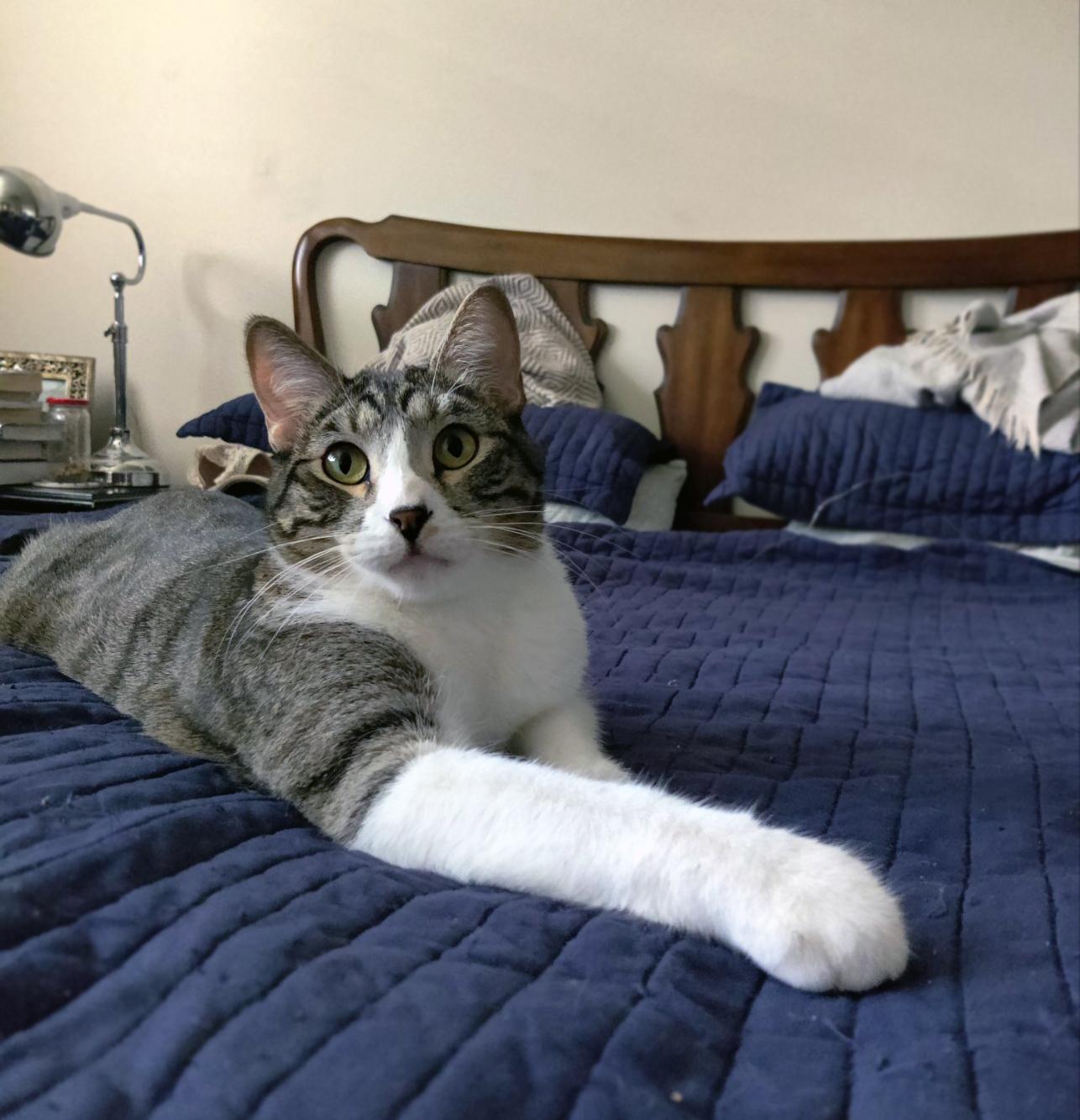 Russell, an adoptable Domestic Short Hair in Centerville, UT, 84014 | Photo Image 5