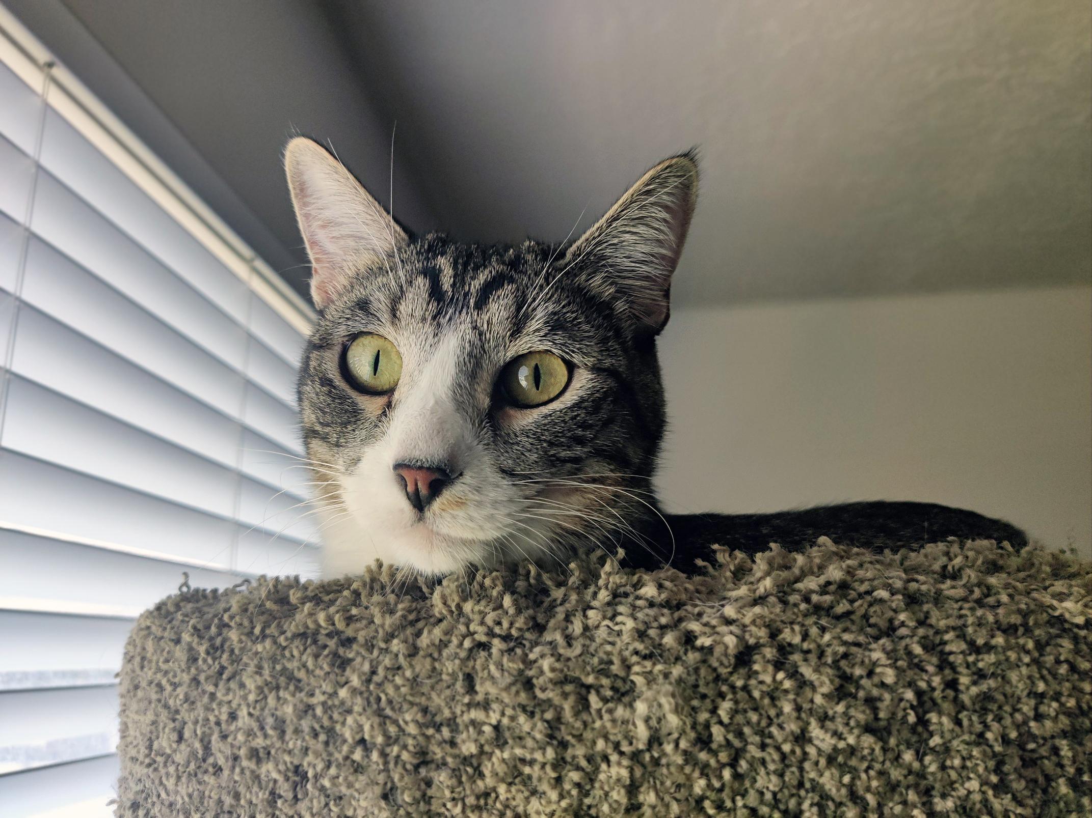 Enlarge Russell, a Adoptable Domestic Short Hair in Centerville, UT image 5/5