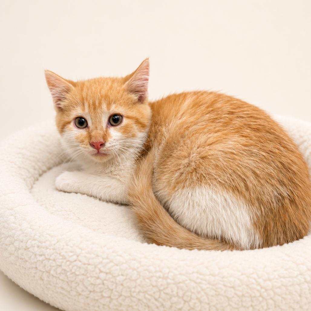 Enlarge Moe, a Adoptable Domestic Short Hair in Redwood Falls, MN image 1/1