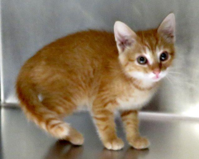 Robert, adopted, Kitten Male Domestic Short Hair.