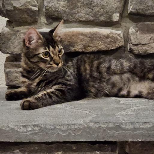 Enlarge Squeak, a Adoptable Domestic Long Hair in debary, FL image 3/5