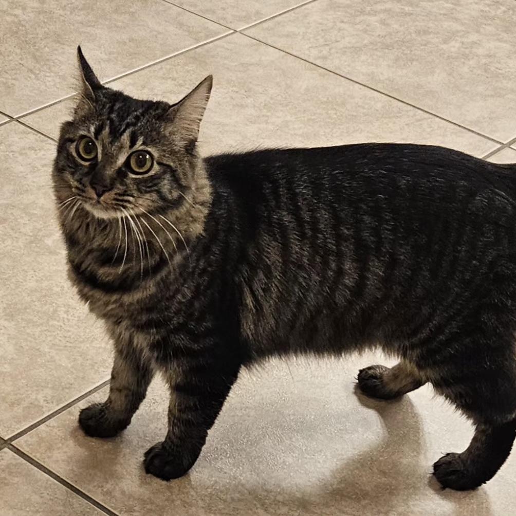 Enlarge Squeak, a Adoptable Domestic Long Hair in debary, FL image 1/5