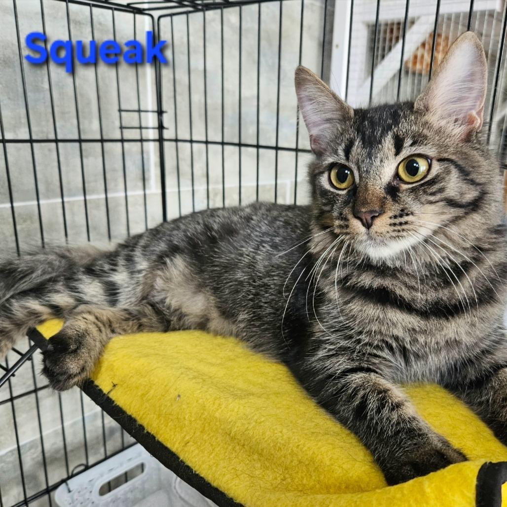 Enlarge Squeak, a Adoptable Domestic Long Hair in debary, FL image 2/5