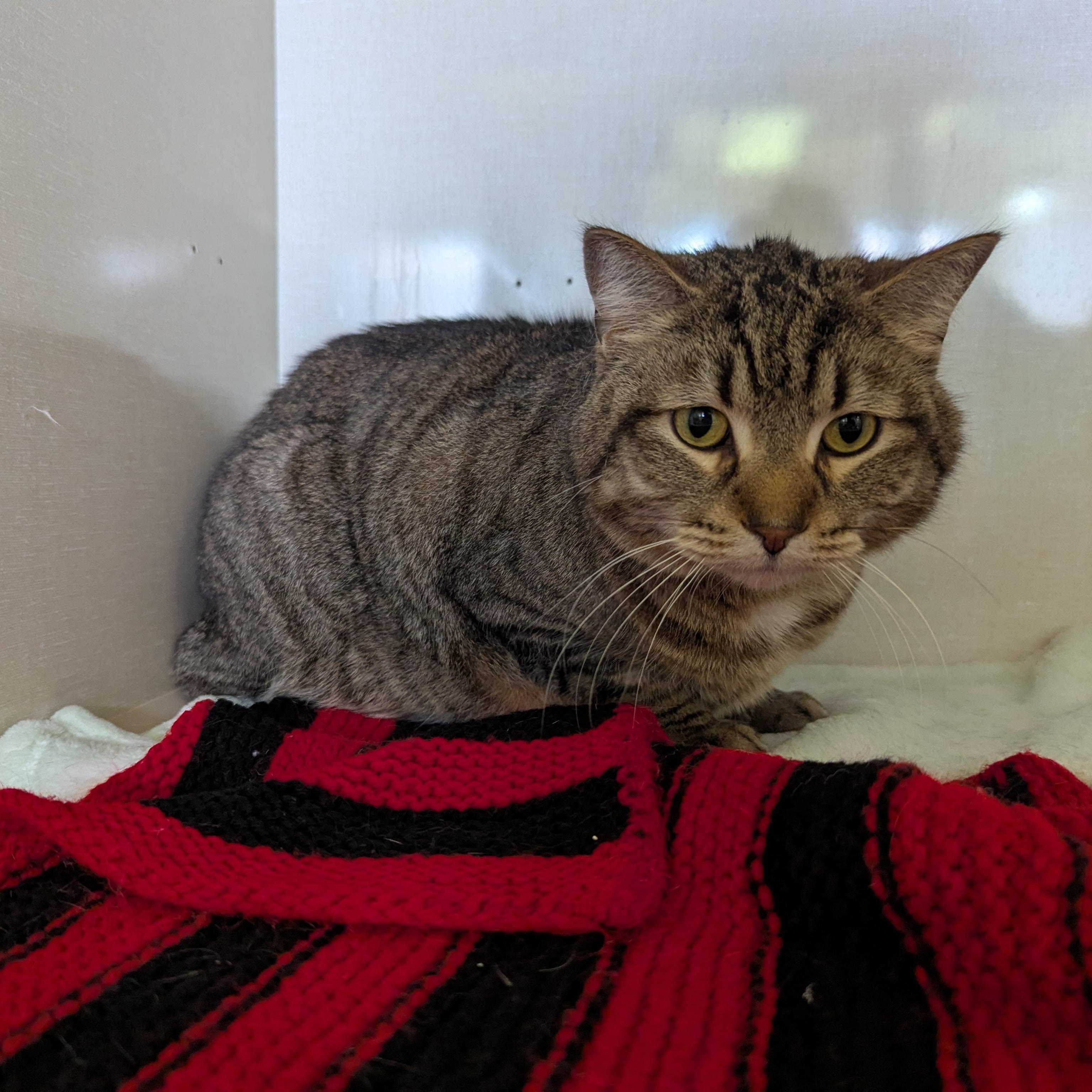 Buddy Boop, a ADOPTABLE Domestic Short Hair in Morden, MB image 3/3