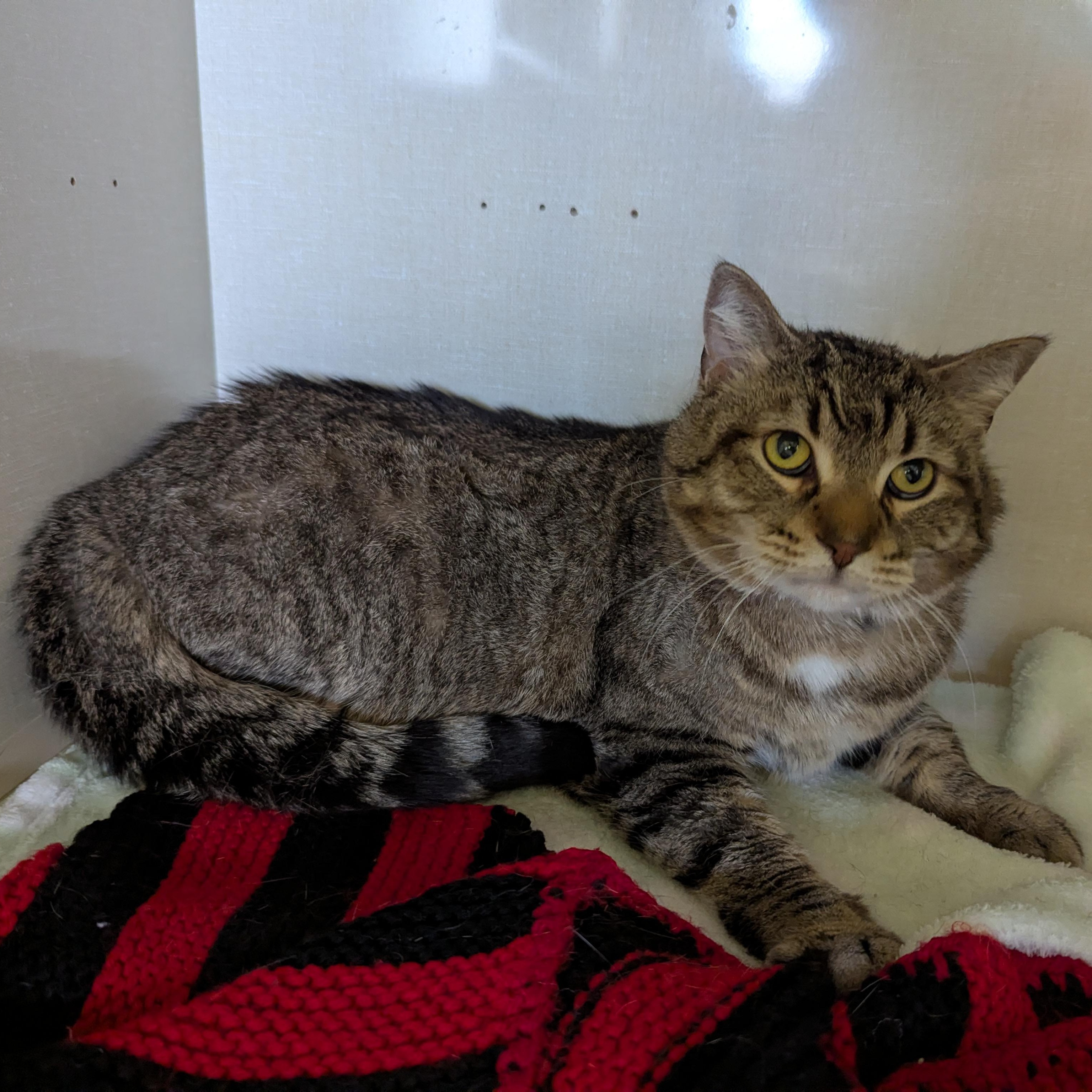 Buddy Boop, a ADOPTABLE Domestic Short Hair in Morden, MB image 2/3