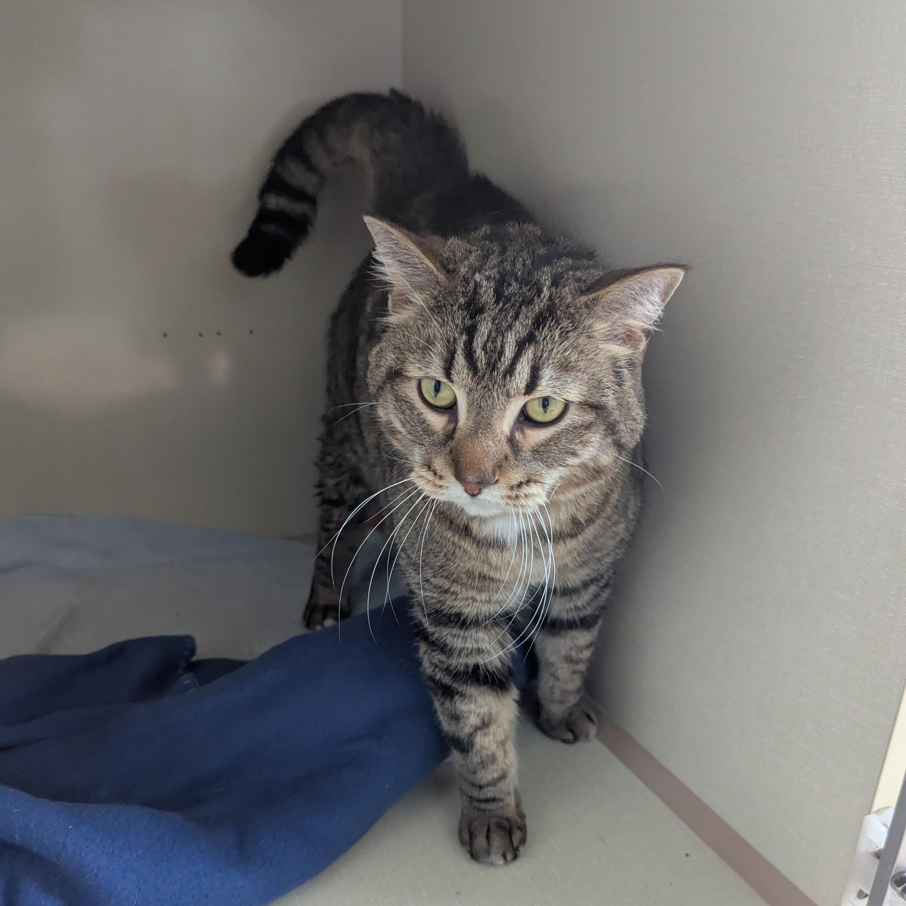 Buddy Boop, ADOPTABLE, Adult Male Domestic Short Hair.