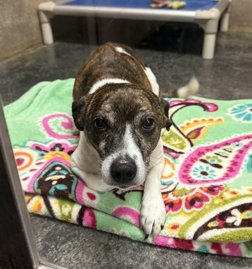 Peanut, Adoptable, Young Male Chihuahua.