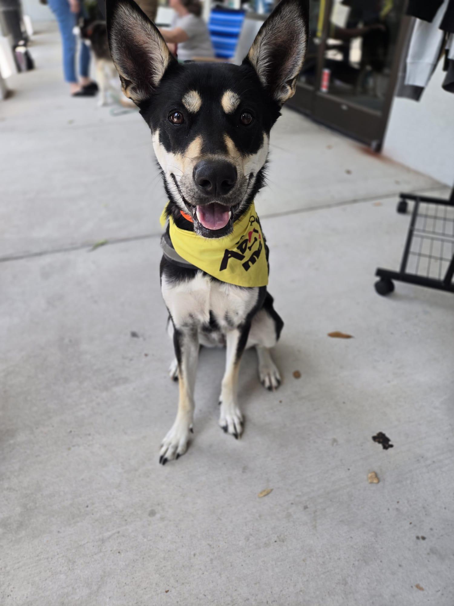 Enlarge Luna, an adopted mixed breed in Manhasset, NY image 6/6