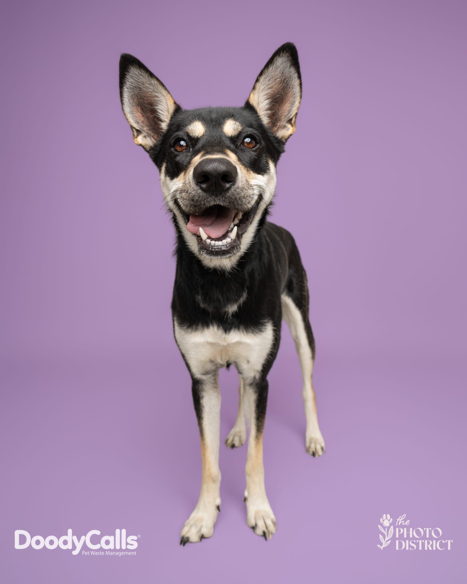 Luna, ADOPTABLE, Young Female Shepherd & Husky.