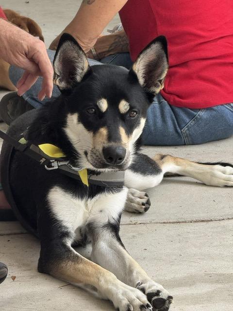 Enlarge Luna, an adopted mixed breed in Manhasset, NY image 2/6
