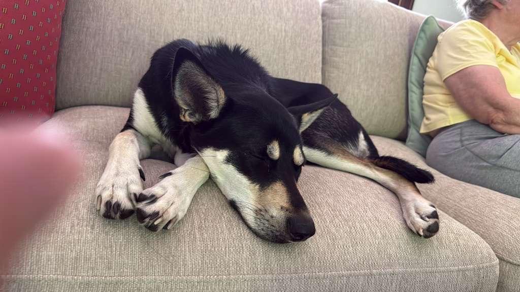 Enlarge Luna, an adopted mixed breed in Manhasset, NY image 5/6