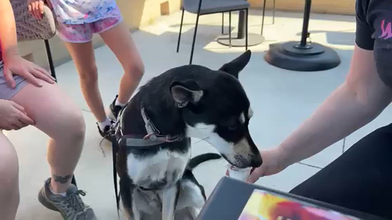 Enlarge Luna, an adopted mixed breed in Manhasset, NY video 3/6