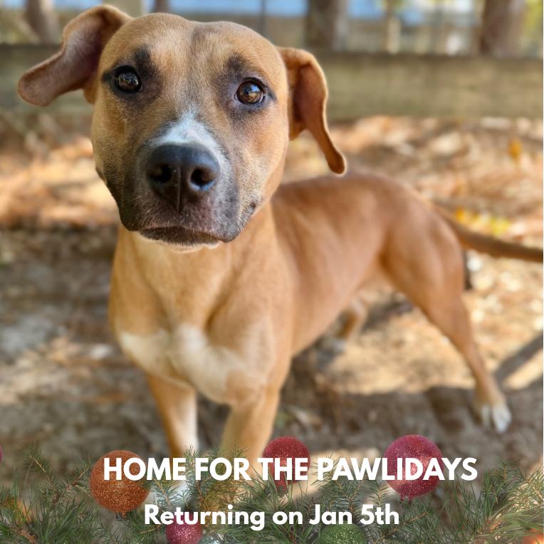 Elle, Adoptable, Adult Female Mixed Breed.