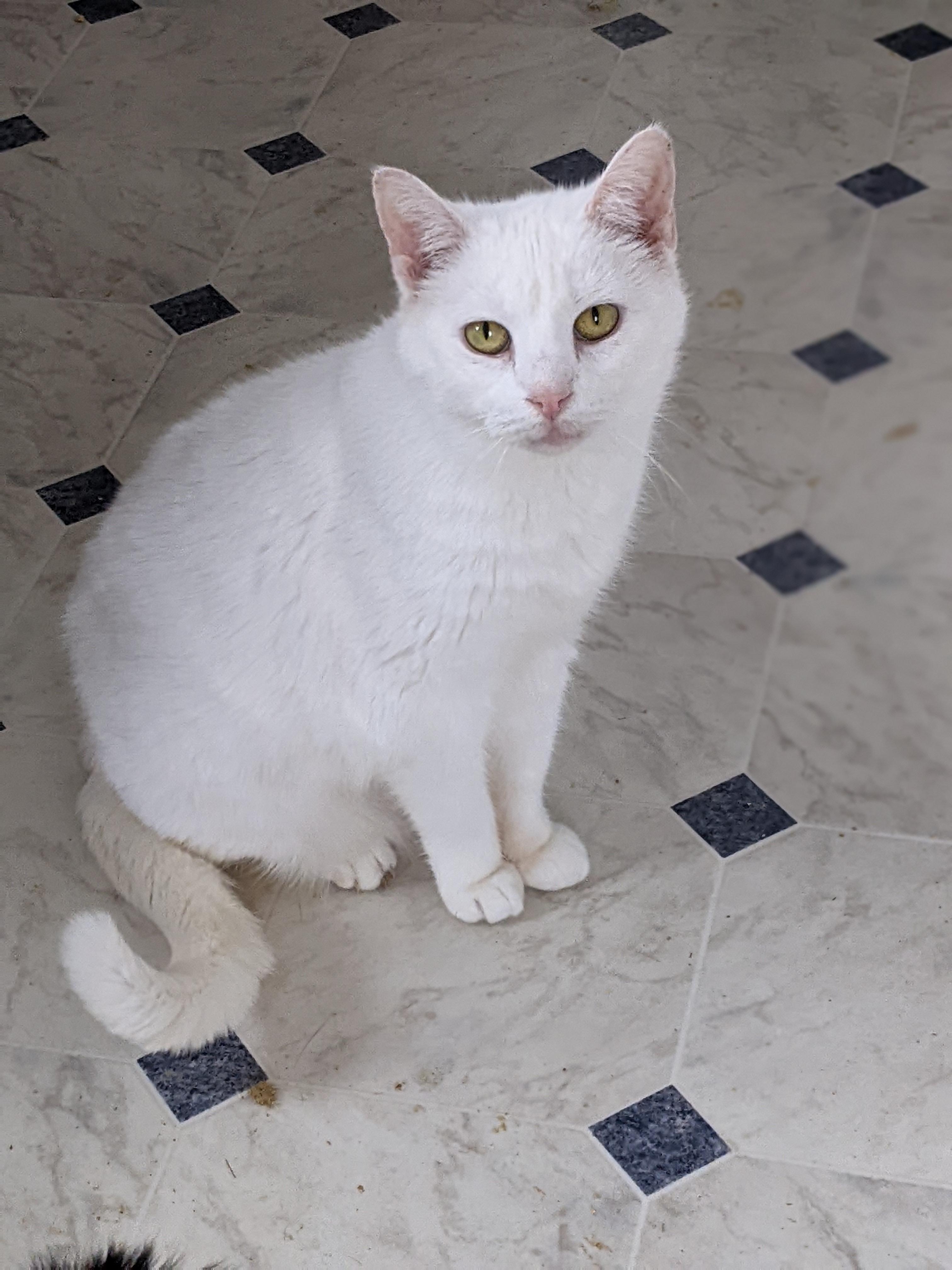 Enlarge Angel, a Adoptable Domestic Short Hair in Tilton, IL image 5/5