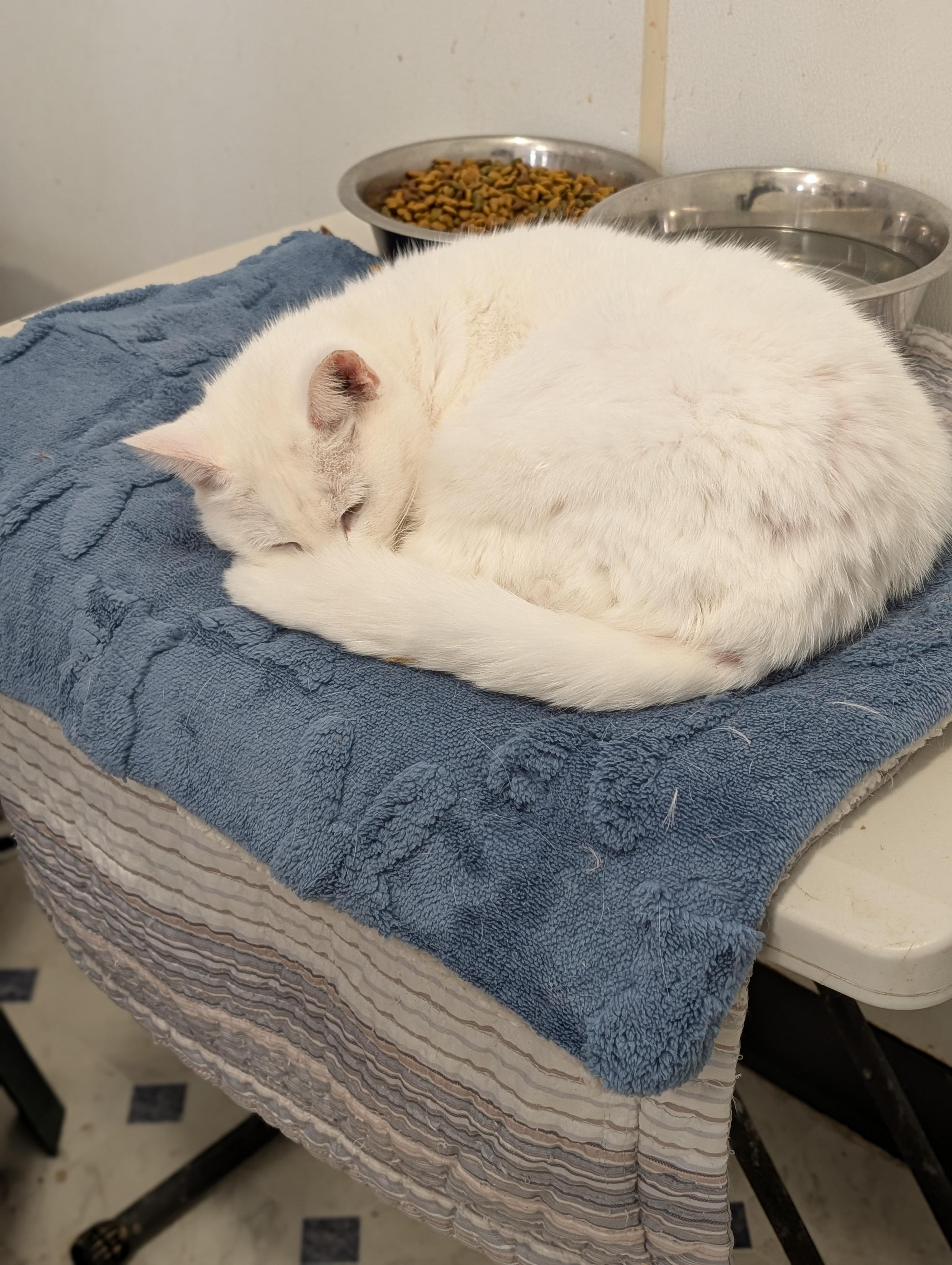 Enlarge Angel, a Adoptable Domestic Short Hair in Tilton, IL image 3/5