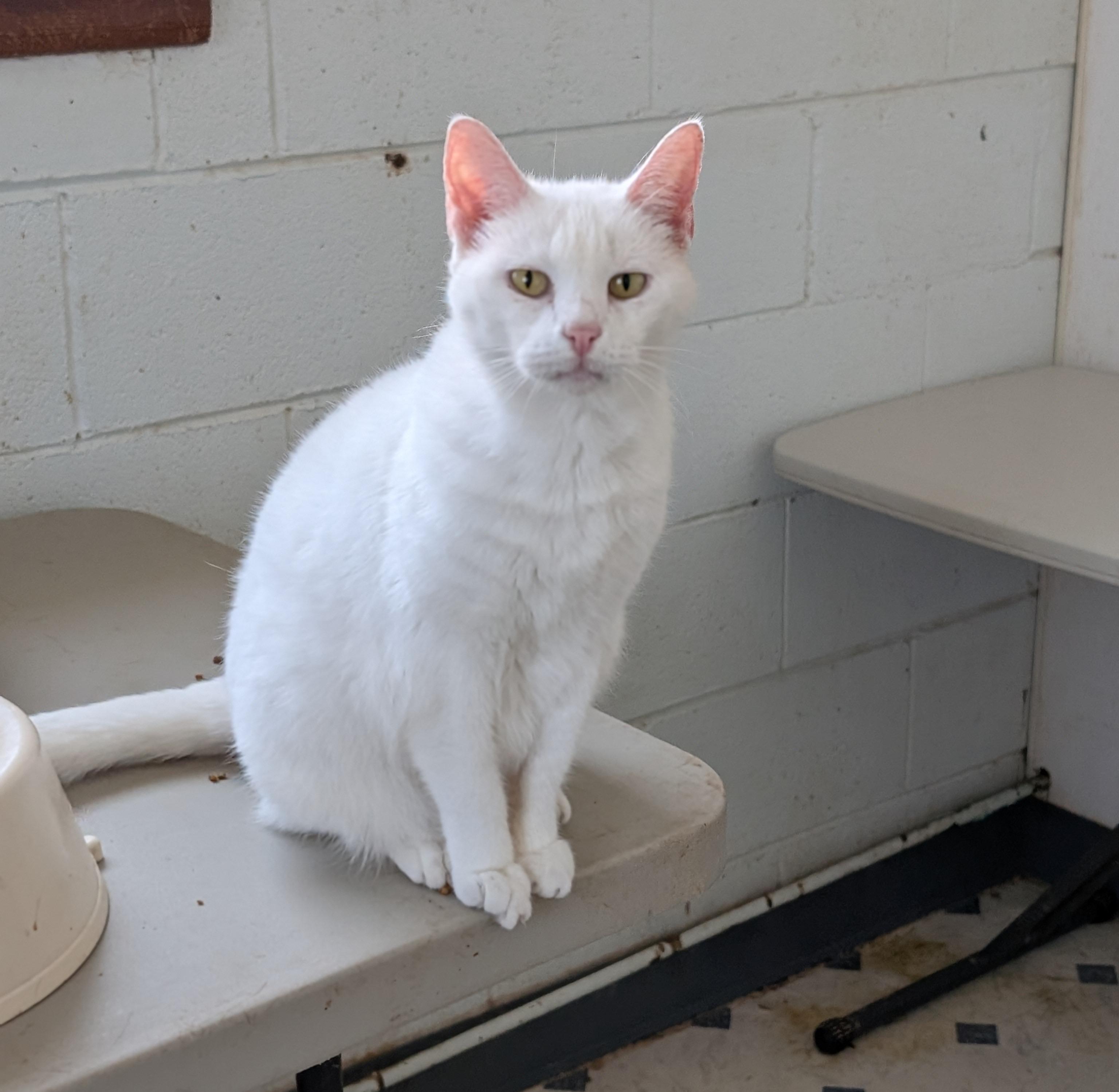 Enlarge Angel, a Adoptable Domestic Short Hair in Tilton, IL image 4/5