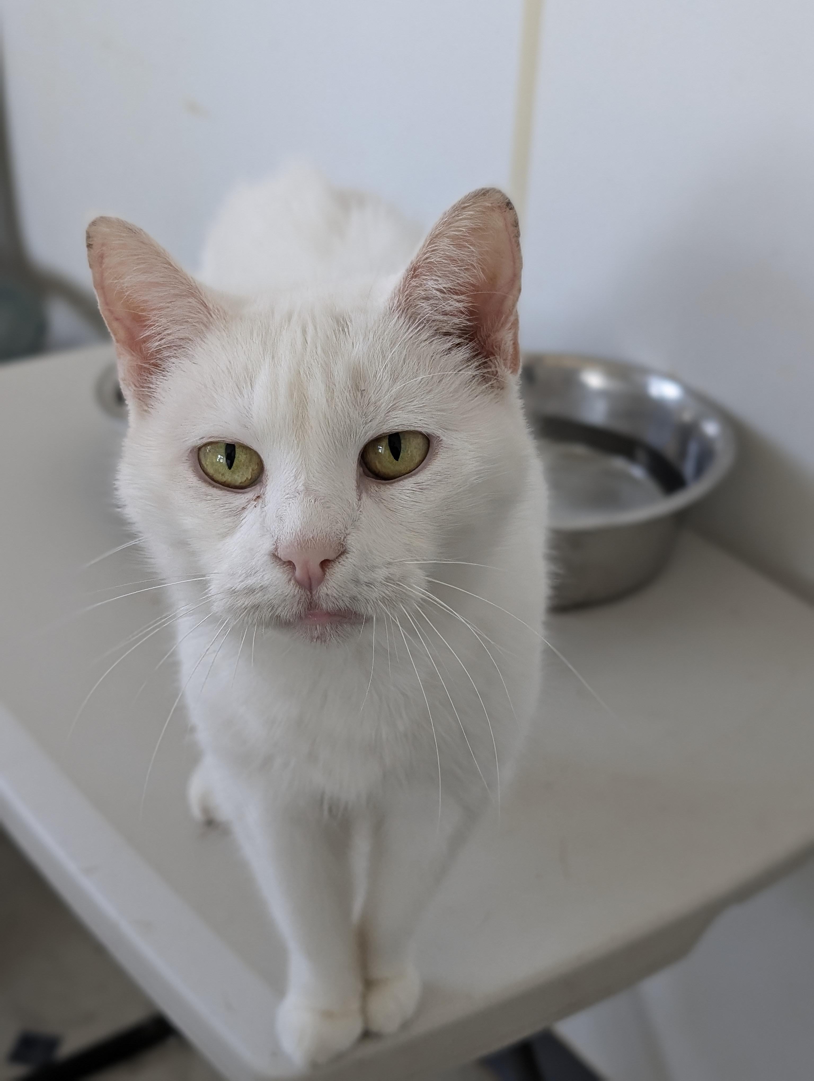 Angel, Adoptable, Senior Female Domestic Short Hair.