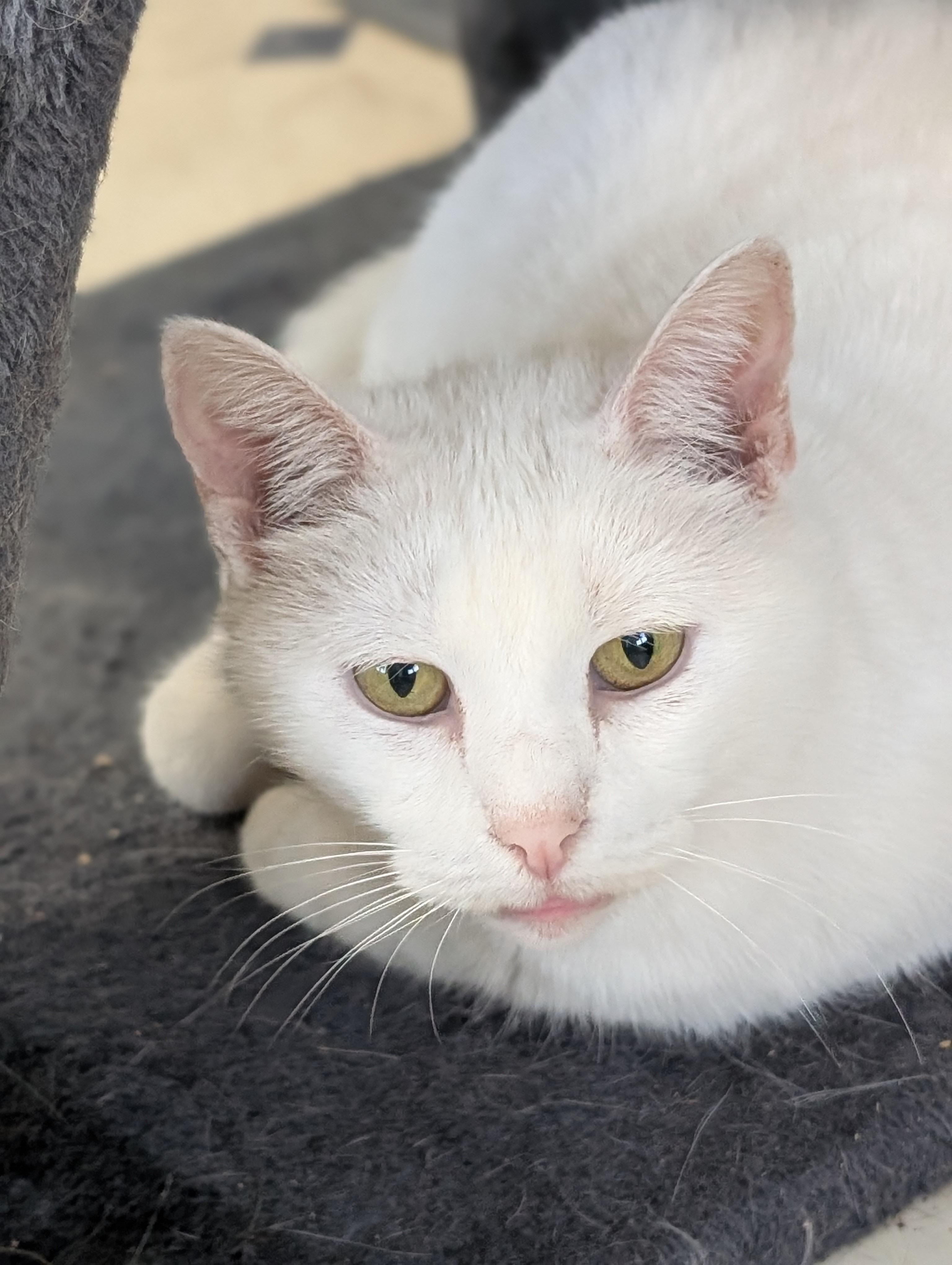 Enlarge Angel, a Adoptable Domestic Short Hair in Tilton, IL image 2/5